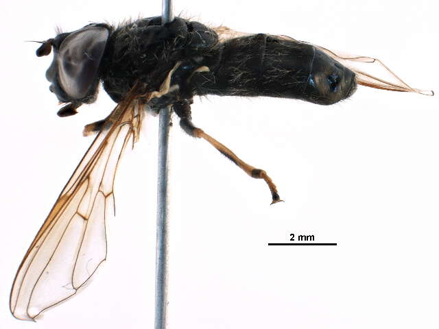 Image of Cheilosia prima (Hunter 1896)