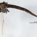 Image of Chironomus athalassicus Cannings 1975