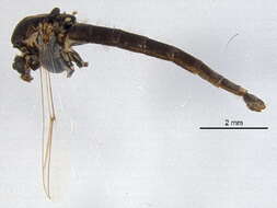 Image of Chironomus athalassicus Cannings 1975