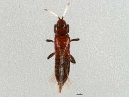 Image of Haplothrips