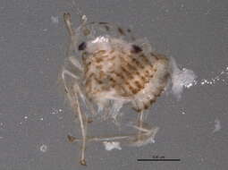 Image of Idiocerus setaceus Hamilton 1985