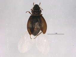 Image of Ochthebius (Ochthebius) costatellus Reitter 1897