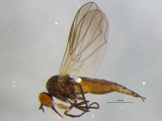 Image of Rhamphomyia latilobata Bartak 2002