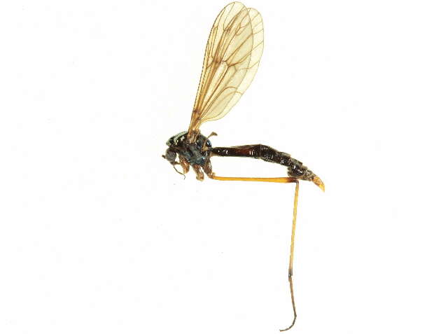 Image of Ptychoptera