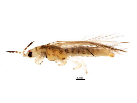 Image of Anaphothrips