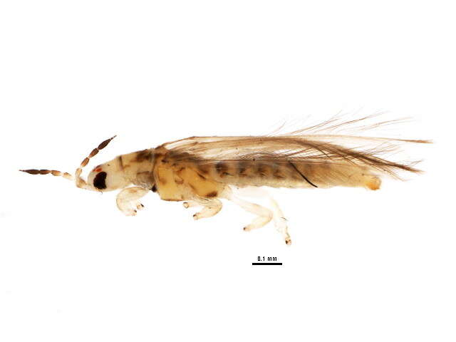 Image of Anaphothrips