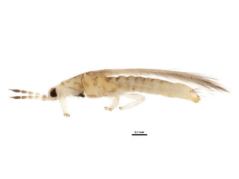 Image of Anaphothrips