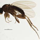 Image of Megaselia simulans (Wood 1912)
