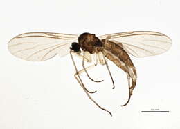 Image of Dichopygina stricta Vilkamaa, Hippa & Komarova 2004