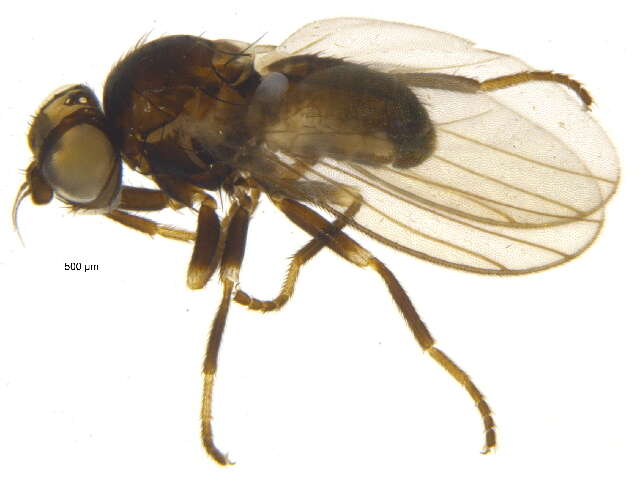 Image of <i>Metopomyza scutellata</i>