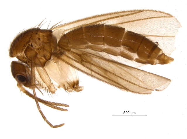 Image of Zygomyia notata (Stannius 1831)