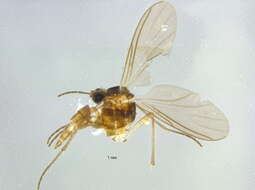 Image of Dichopygina stricta Vilkamaa, Hippa & Komarova 2004