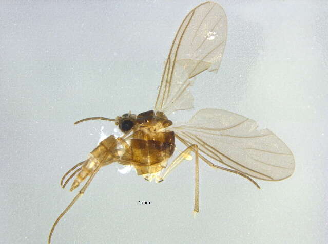 Image of Dichopygina stricta Vilkamaa, Hippa & Komarova 2004