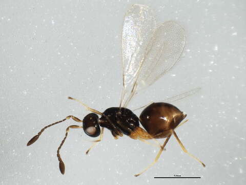 Image of Ooctonus silvensis Girault 1916