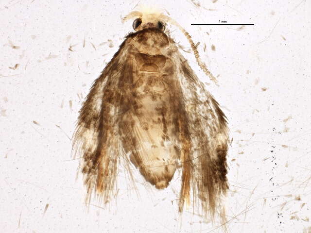 Image of Stigmella rosaefoliella (Clemens 1861) Wilkinson et al. 1979