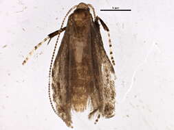Image of Brown Birch Slender