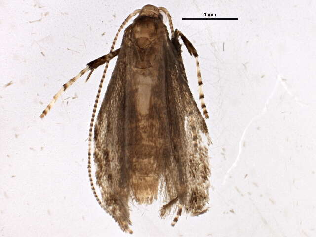 Image of Brown Birch Slender