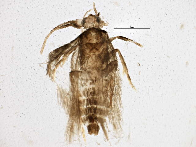 Imagem de Stigmella betulicola (Stainton 1856) Beirne 1945