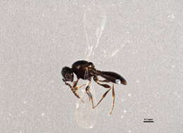 Image of Platygaster sagana Walker 1836