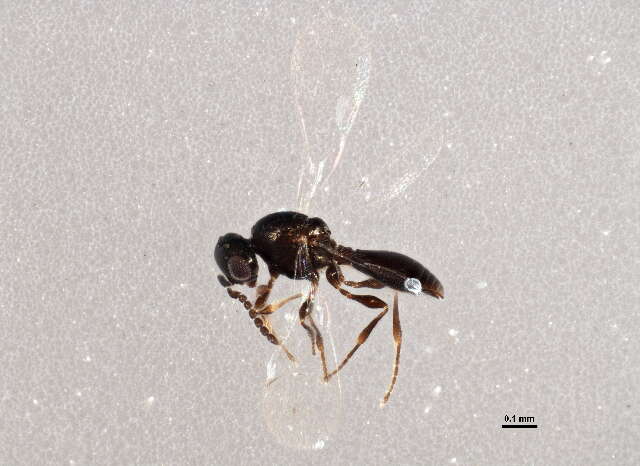 Platygaster sagana Walker 1836的圖片