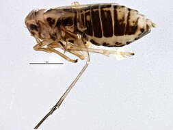 Image of Fulgoroidea