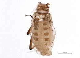 Image of Plocamaphis