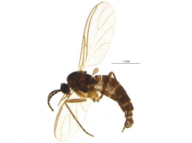 Image of <i>Bradysia pilistriata</i>