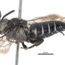 Image of Coelioxys funeraria Smith 1854