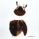 Image of Anisotoma amica Brown & W. J. 1937