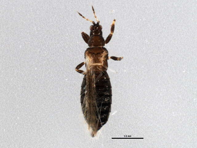 Image of Ctenothrips bridwelli Franklin 1907