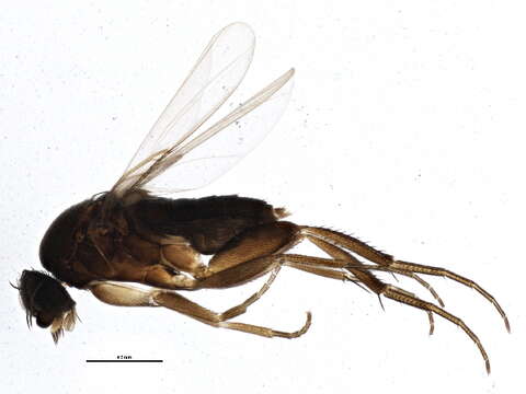 Image of Megaselia spinigera (Wood 1908)