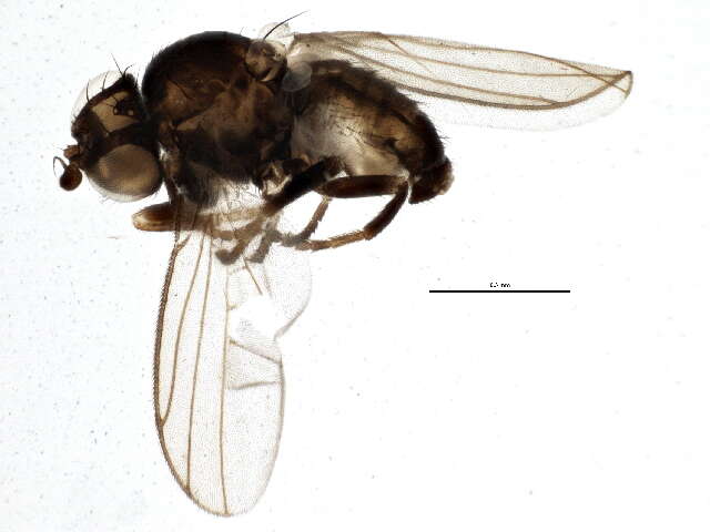Слика од <i>Metopomyza scutellata</i>