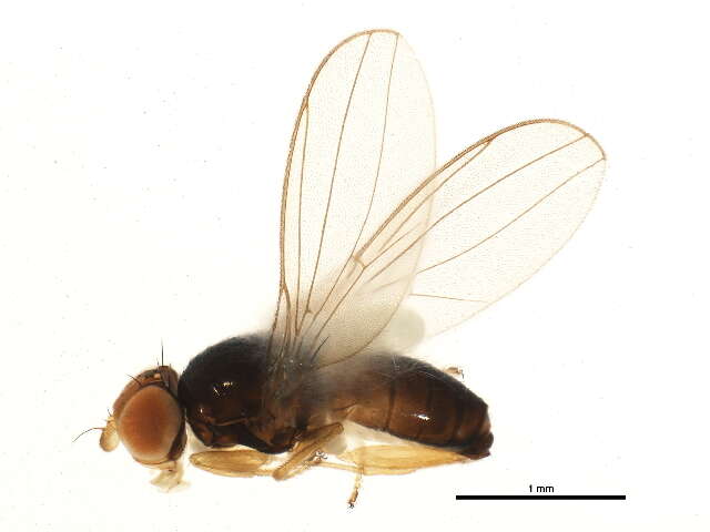 Leiomyza curvinervis (Zetterstedt 1838) resmi