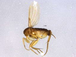 Image of Megaselia citrinella Buck & Disney 2001