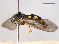 Image of Platycheirus