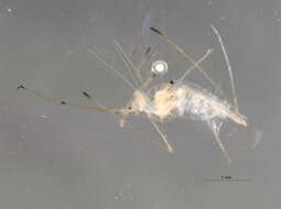 Image of Macrosiphum (Macrosiphum) californicum (Clarke & W. T. 1903)