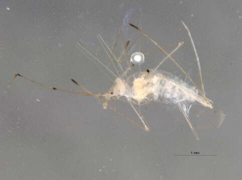 Macrosiphum (Macrosiphum) californicum (Clarke & W. T. 1903)的圖片