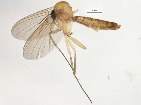 Image of Sciophila lutea Macquart 1826