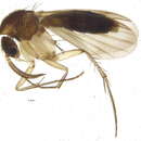 Image of Mycetophila abiecta (Lastovka 1963)