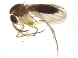 صورة Mycetophila abiecta (Lastovka 1963)