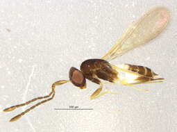 Image of Cosmocomoidea