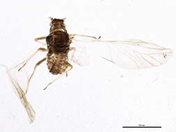 Image of Aphid