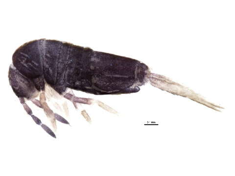 Image of Springtail