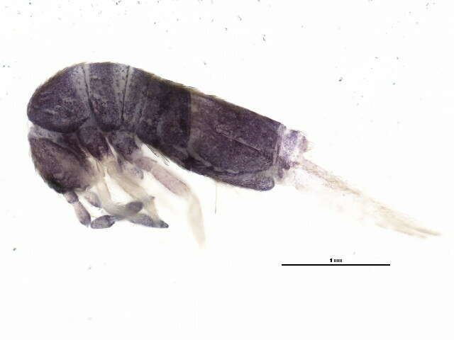 Image of Springtail