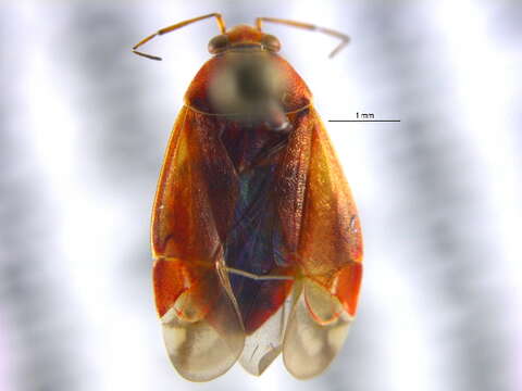 Image of Agnocoris rubicundus (Fallen 1807)