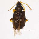 Image of Crepidodera populivora Parry 1986