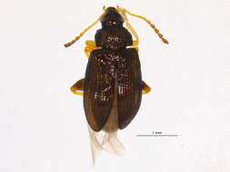 Image of Crepidodera populivora Parry 1986