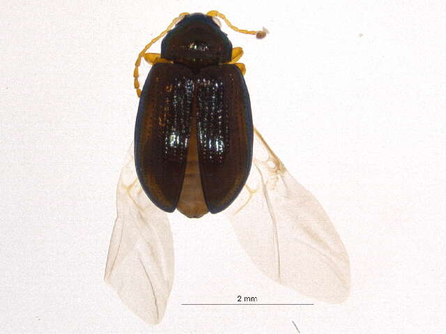 Image of Crepidodera populivora Parry 1986