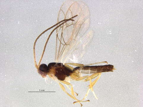 Image of Plectiscus callidulus (Holmgren 1858)