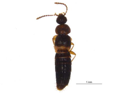 Image of Mocyta breviuscula (Mäklin 1852)